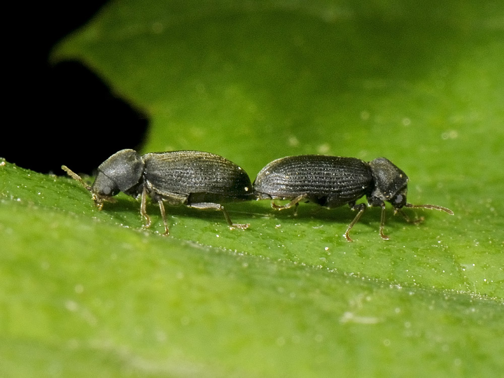 Anobium denticolle?